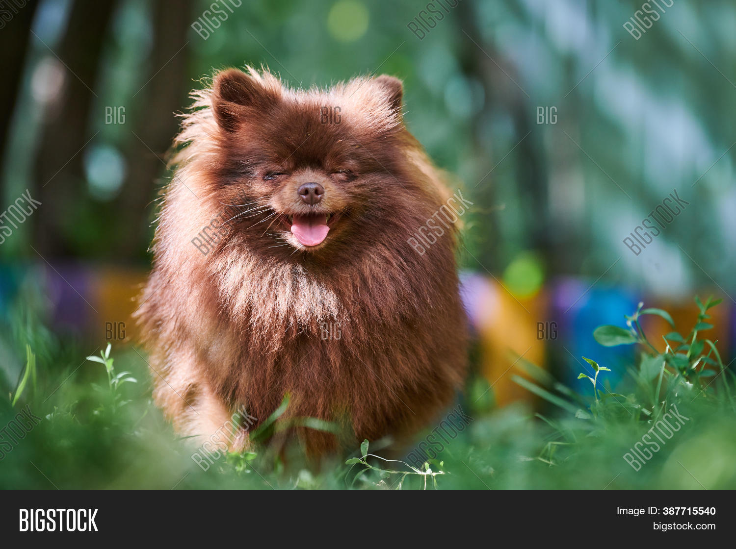 Pomeranian Spitz Dog Image Photo Free Trial Bigstock