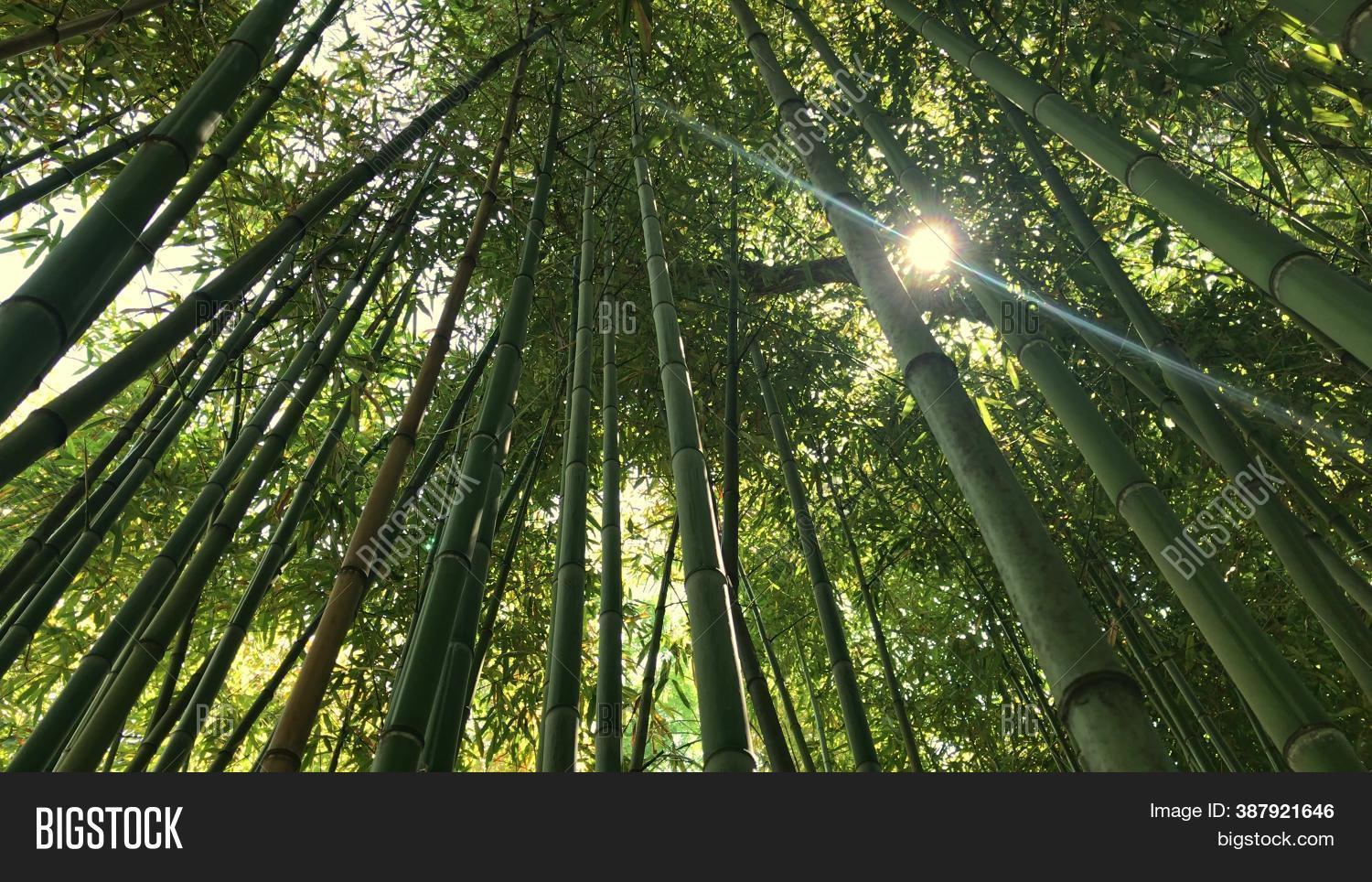 Bamboo Forest, Jungle Image & Photo (Free Trial) | Bigstock