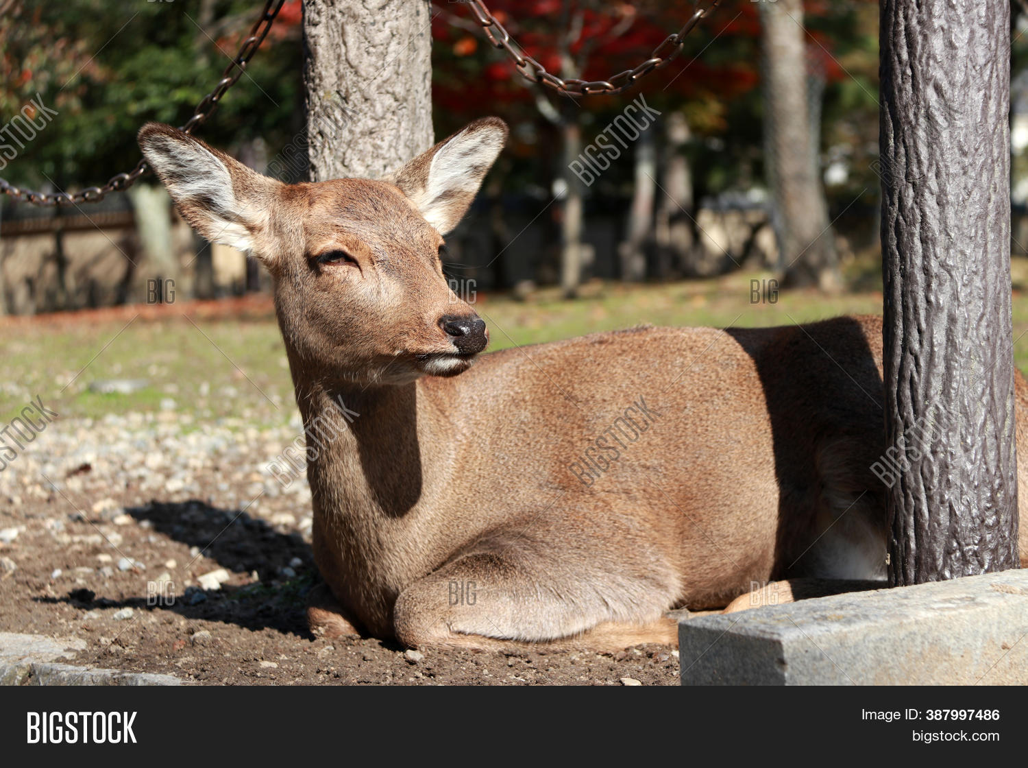 Deer Laying Down On Image & Photo (Free Trial) Bigstock