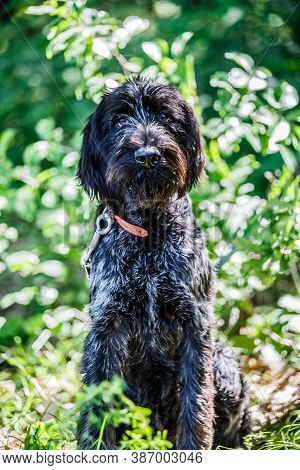 Deutsch-drahthaar Dog Handsome Lies In Green Grass, Beautiful Dog Portrait In Summer