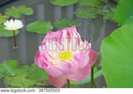 Blooming Pink Royal Lotus In The Pond.royal Lotusor Indian Lotus, Sacred Lotus, Bean Of India