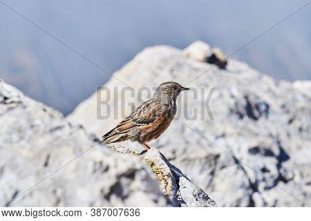 Small Bird Alpine Accentor On A White Rock On A Blurred Background