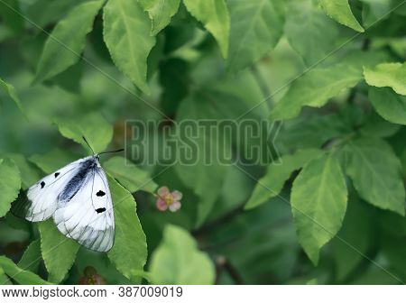White Butterfly Among Green Leaves. Selective Focus. Banner