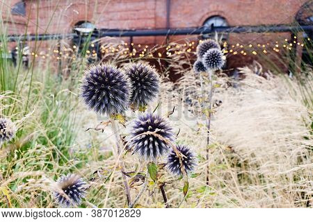 Echinops Sphaerocephalus, Glandular Globe-thistle, Pale Globe-thistle.  Blue Heads Of Great Globe Th