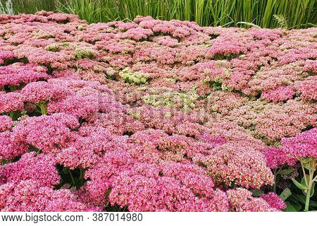 Hylotelephium Or Sedum Herbstfreude Or Stonecrop Autumn Joy. Red Flowers A Lot. Close Up, Selective 