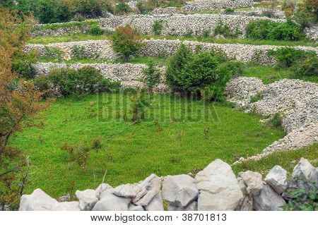 Får græs drystone vægge Rudine Krk ø Kroatien