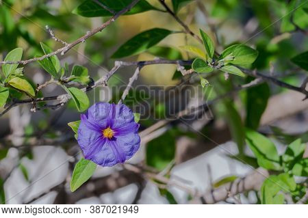 Lycianthes Rantonnetii Or Blue Potato Bush Plant Blooming Outdoor