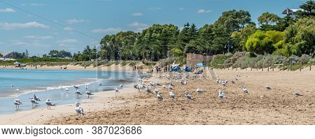 Rockingham, Wa / Australia - 03/19/2017 Flock Of Seagulls On The Beach At Mangles Bay Rockingham