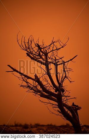 Dead Tree Against The Orange Sky Due To The Dolan Fire In The Big Sur, During The Fire Season Of 202