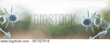 Eringium Planum Background With Free Space For Text.close-up Eryngium Planum Wildlife Blurred Backgr