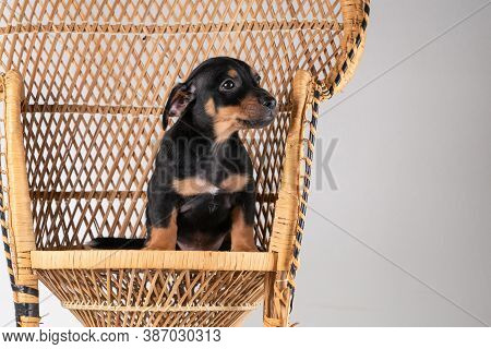 A Portrait Of A Cute Jack Russel Terrier Puppy Sitting On A Rattan Chair, Isolated On A White Backgr