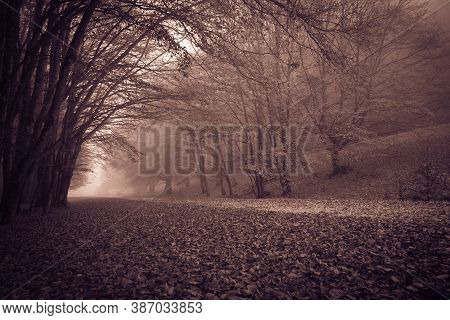 View Of Autumn Gothic Forest With Fog In The Park Of Monte Cucco, Umbria, Italy