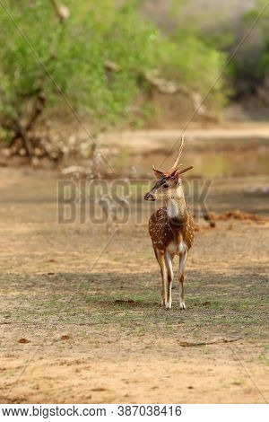 The Chital Or Cheetal (axis Axis), Also Known As Spotted Deer Or Axis Deer, Male With A Broken Antle