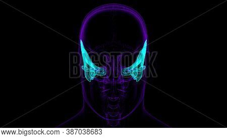 Human Skeleton Skull Temporal Bone Anatomy For Medical Concept