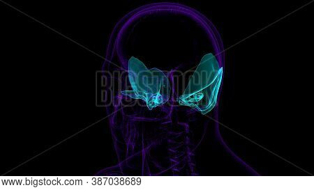 Human Skeleton Skull Temporal Bone Anatomy For Medical Concept