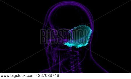 Human Skeleton Skull Occipital Bone Anatomy For Medical Concept