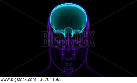 Human Skeleton Skull Frontal Bone Anatomy For Medical Concept