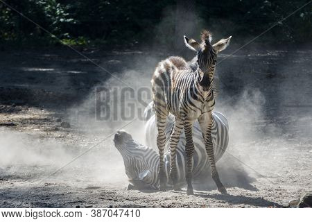 Lowland Zebra Foal And Mother Having Dust Bathing