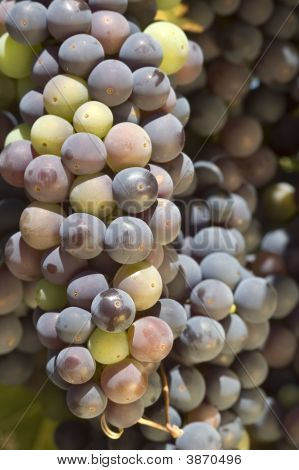 Grapevine en Napa Valley, California