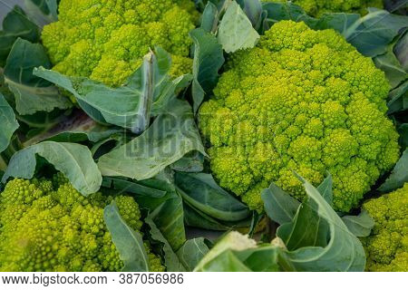 Romanesco Broccoli Or Roman Cauliflower, Texture Detail Of The Healthy Vegetable With Lots Of Nutrie