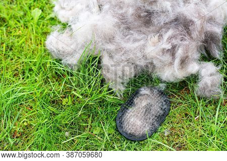 Concept Annual Molt, Coat Shedding, Moulting Dogs.