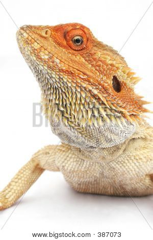 Bearded Dragon