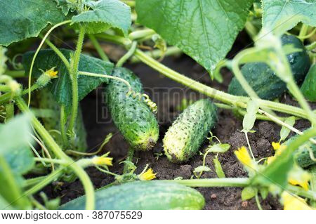 Fresh Cucumbers Grow On The Garden In Open Ground Against A Background Of Juicy Green Leaves, Close-