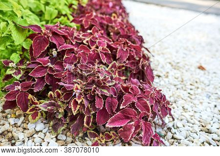Burgundy Coleus Leaves Against Bright White Pebbles
