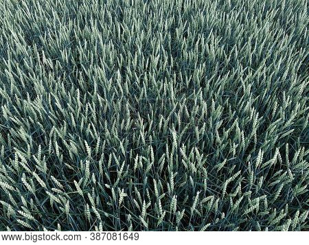 Field With Ripening Grain Few Weeks Before Harvest. Image From Above Is Densely Filled With Grain Ea
