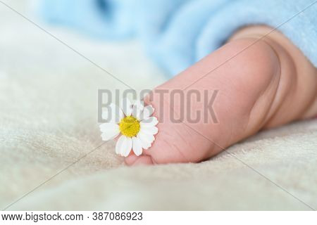 Tiny Bare Legs And Feet Of Newborn Covered With A Blue Soft Warm Blanket.medicinal Plant Chamomile B