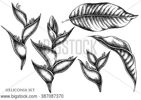 Vector Set Of Hand Drawn Black And White Heliconia Stock Illustration