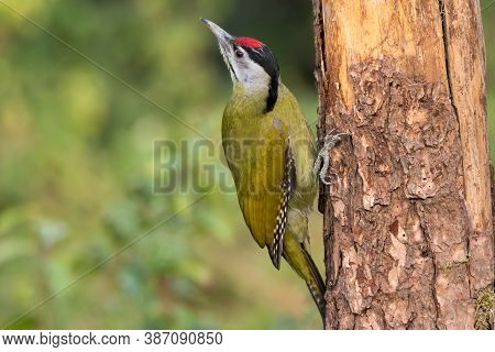 A Beautiful Male Grey-headed Woodpecker (picus Canus), Holding Onto The Side Of A Tree Trunk In Satt