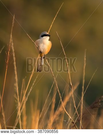 A Long-tailed Shrike (lanius Schach), Perched On A Reed And Lit-up By The Morning Sunlight At Jim Co