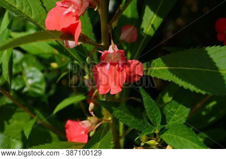 Garden Balsam, Impatiens Balsamina Linn Flower In Garden
