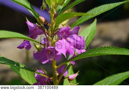 Garden Balsam, Impatiens Balsamina Linn Flower In Garden