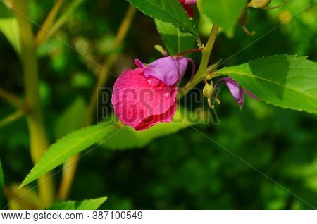 Garden Balsam, Impatiens Balsamina Linn Flower In Garden