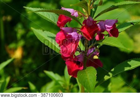 Garden Balsam, Impatiens Balsamina Linn Flower In Garden