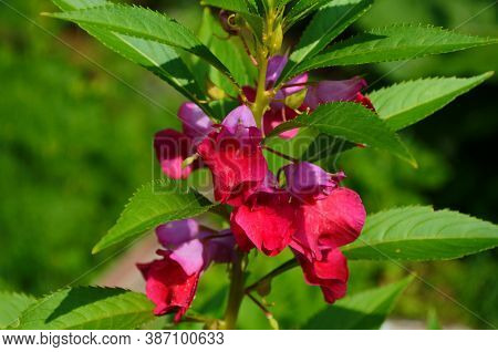 Garden Balsam, Impatiens Balsamina Linn Flower In Garden