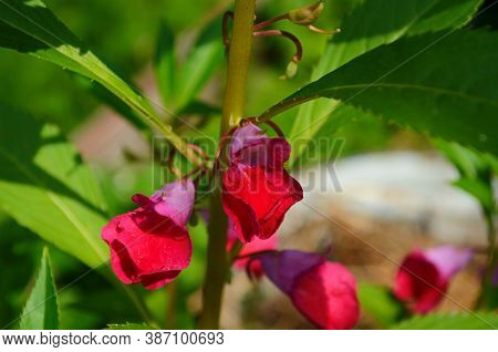 Garden Balsam, Impatiens Balsamina Linn Flower In Garden