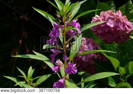 Garden Balsam, Impatiens Balsamina Linn Flower In Garden