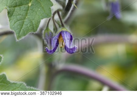Flower Of A Cow's Udder, Solanum Mammosum