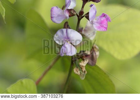 Flower Of A Hyacinth Bean, Lablab Purpureus