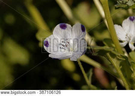 Flower Of A Fivespot, Nemophila Maculata