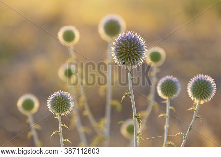 Echinops Sphaerocephalus,  Glandular Globe-thistle, Close-up, On Blurred Natural Backgdrop In Sunlig