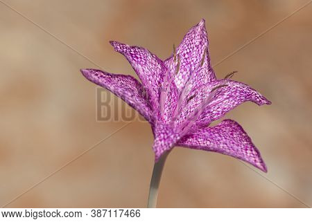 Wild Flowers, Medicinal Plants, Various Crocus Photos
