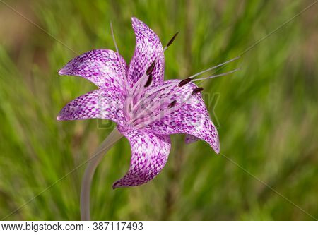 Wild Flowers, Medicinal Plants, Various Crocus Photos