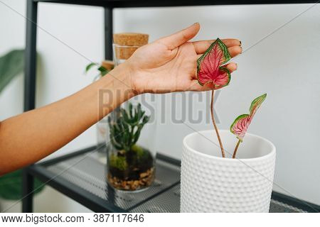 Hand Of A Caring Woman Touching Leaf Of A Potted Plant With Amasing Red Color
