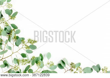 Frame Borders Made Of Eucalyptus Populus Leaves With Fruits In The Form Of Berries On White Backgrou