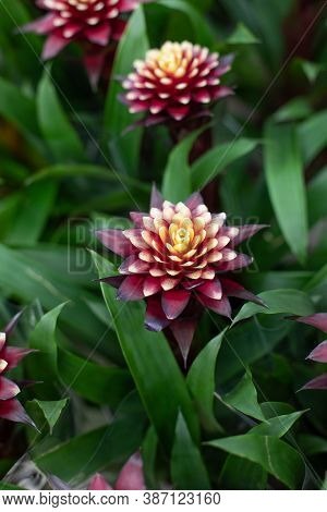 Guzmania Francesca Blossom Large Plant, Beautiful Flowering Exotic Epiphytic Plant. Guzmania Bloomin