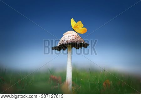 Yellow Butterfly On The Top Of A Mushroom With Bright Blue Background